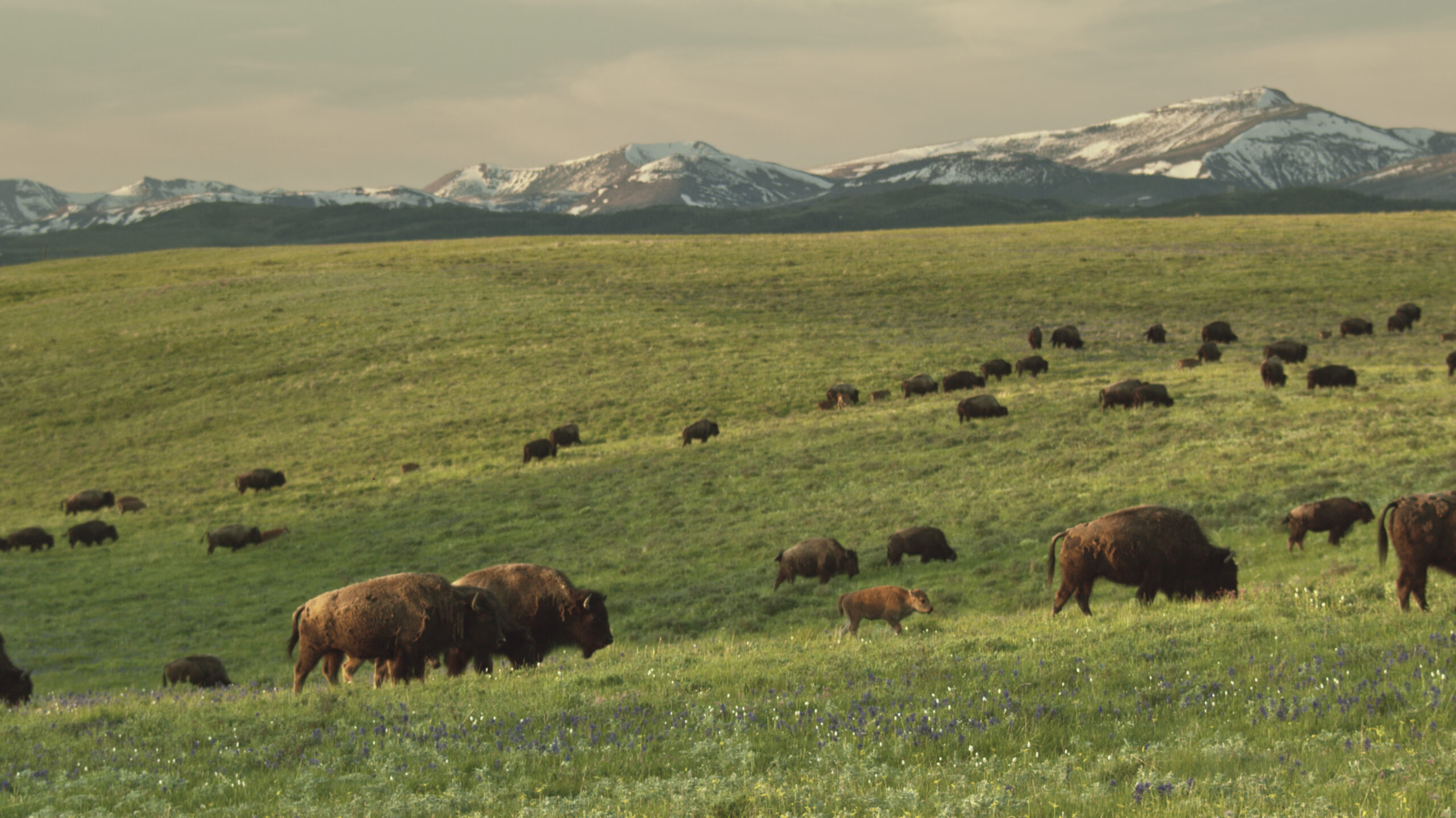 Bring Them Home - Montana Tribal Herd